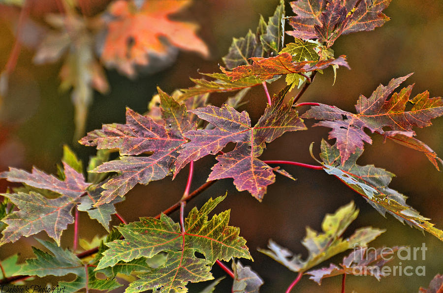 Autumn Leaves  Photograph by Debbie Portwood