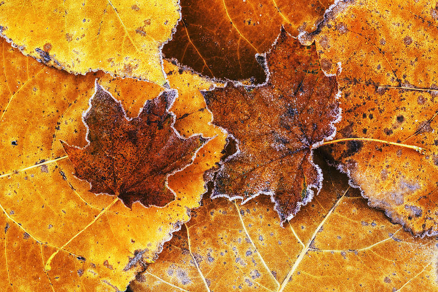 Fall Photograph - Autumn leaves decorated with frost by Vishwanath Bhat