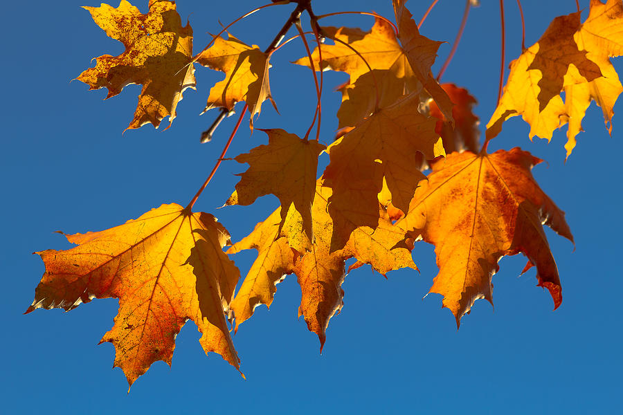 Fall Photograph - Autumn Leaves by Dennis Bucklin