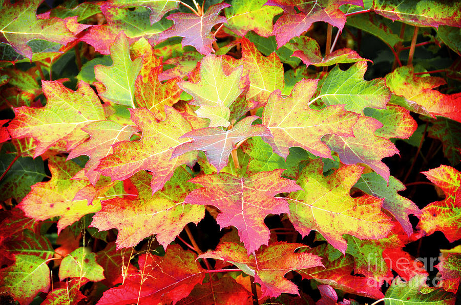 Autumn Leaves Photograph by Elaine Manley