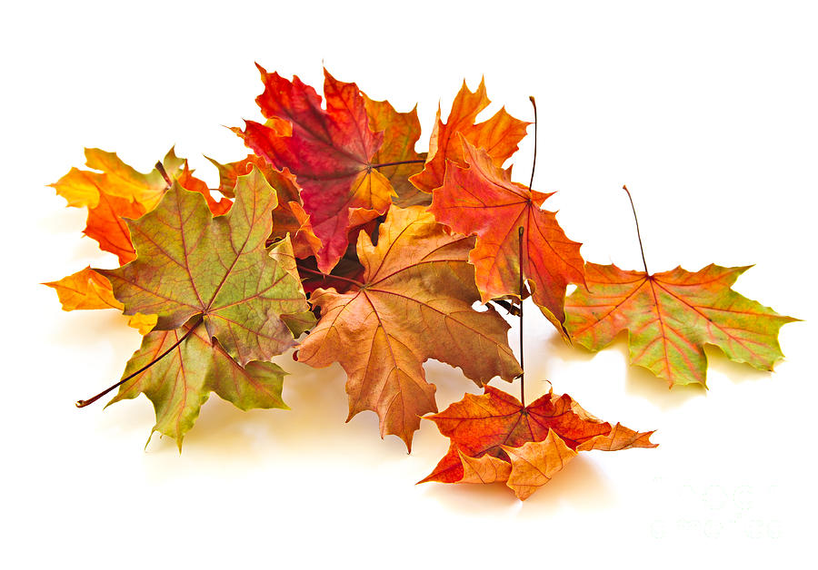 Fall Photograph - Autumn leaves 2 by Elena Elisseeva