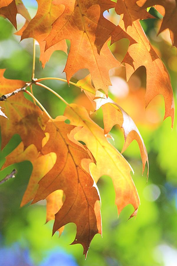 Fall Photograph - Autumn Leaves by Elizabeth Budd