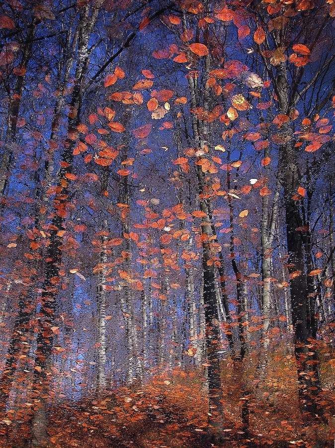 Fall Photograph - Autumn Leaves by Florentin Vinogradof