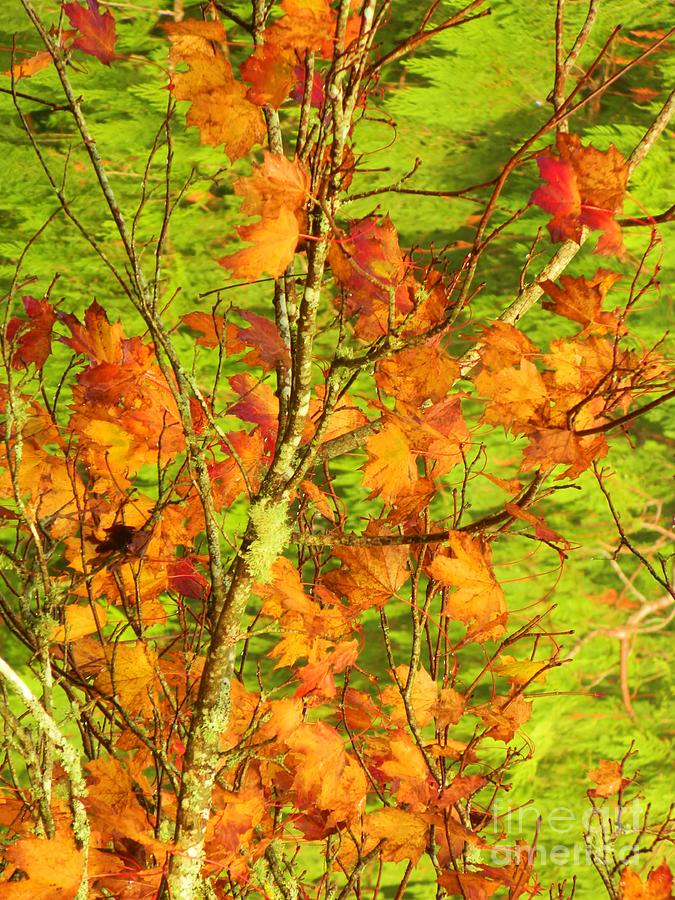 Autumn Leaves Photograph by Gallery Of Hope 