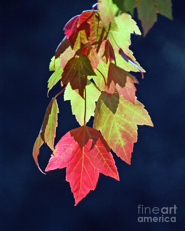 Autumn Leaves II Photograph by Chuck Flewelling