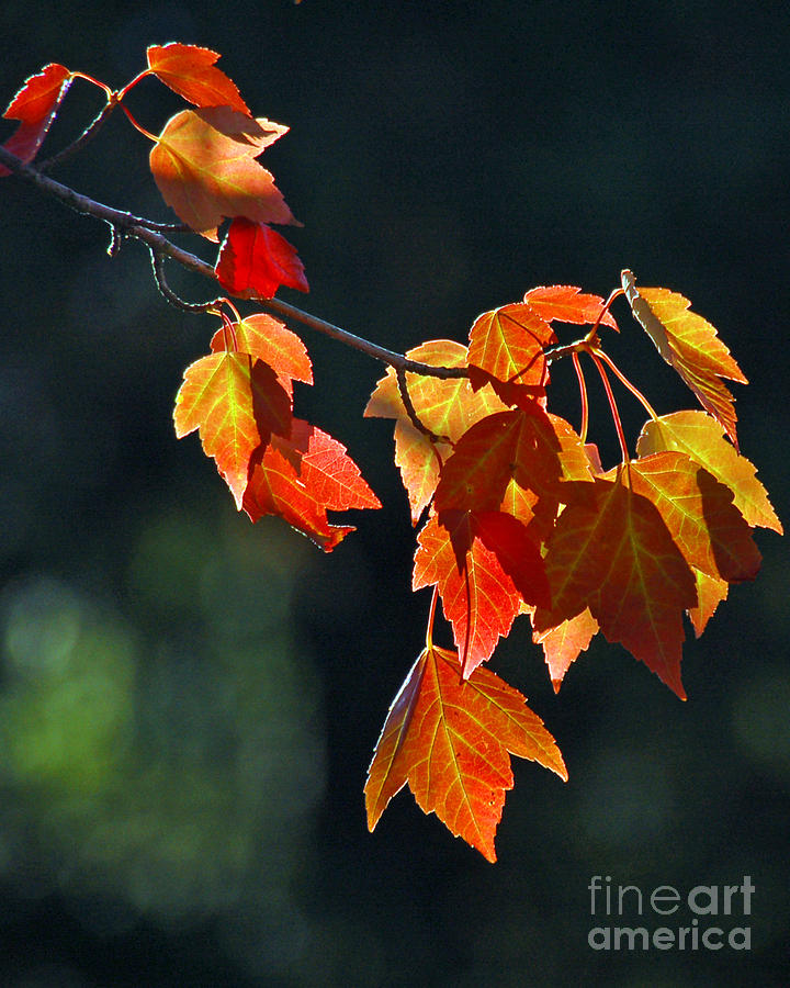 Autumn Leaves III Photograph by Chuck Flewelling