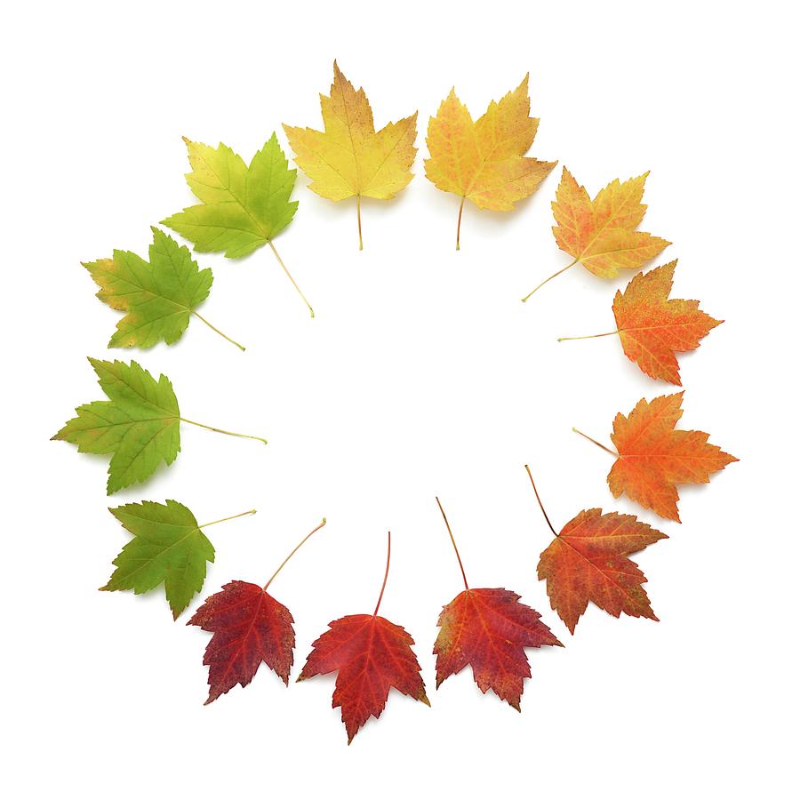 Autumn Leaves In A Circle Photograph by Science Photo Library - Fine ...