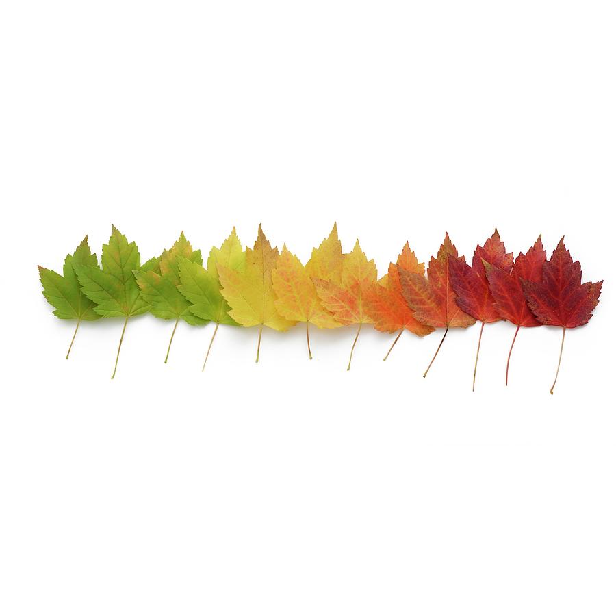 Autumn Leaves In A Row Photograph by Science Photo Library - Pixels