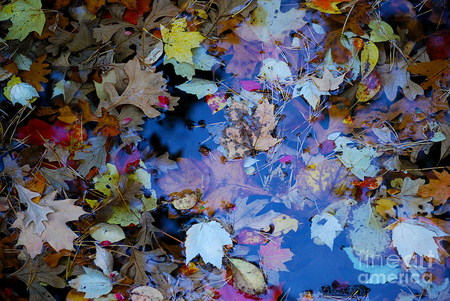 Autumn Leaves in Pond 2 Photograph by Nancy Mueller