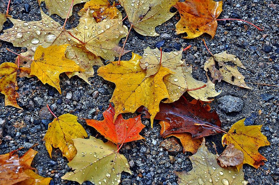 Autumn Leaves in Rain Photograph by Phyllis Meinke