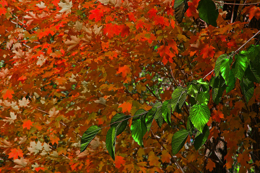 Autumn Leaves In Red And Green Photograph