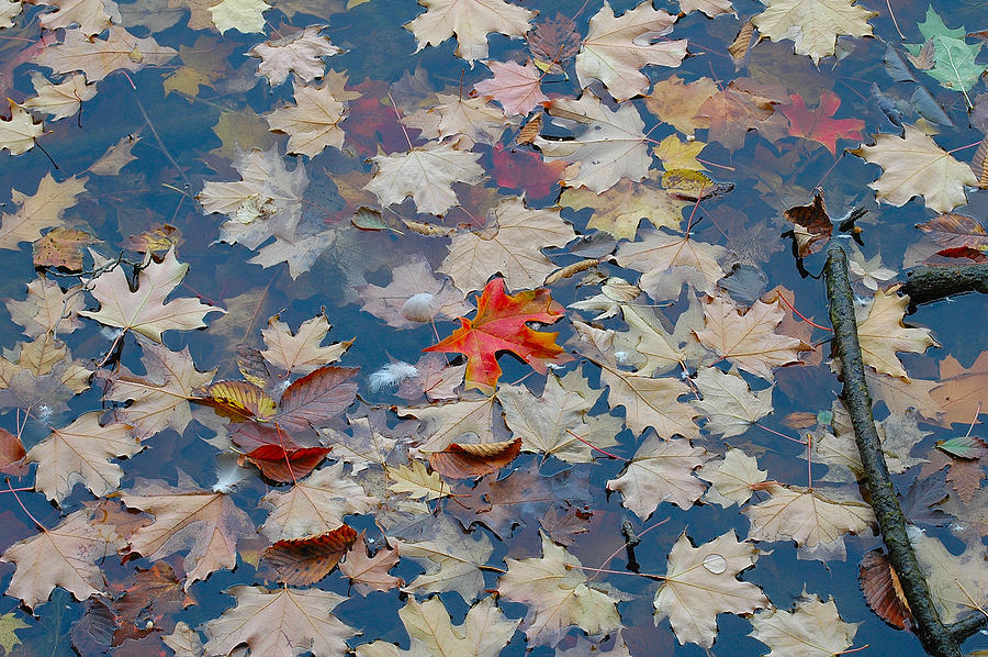 Fall Photograph - Autumn Leaves in River by Gary Marx
