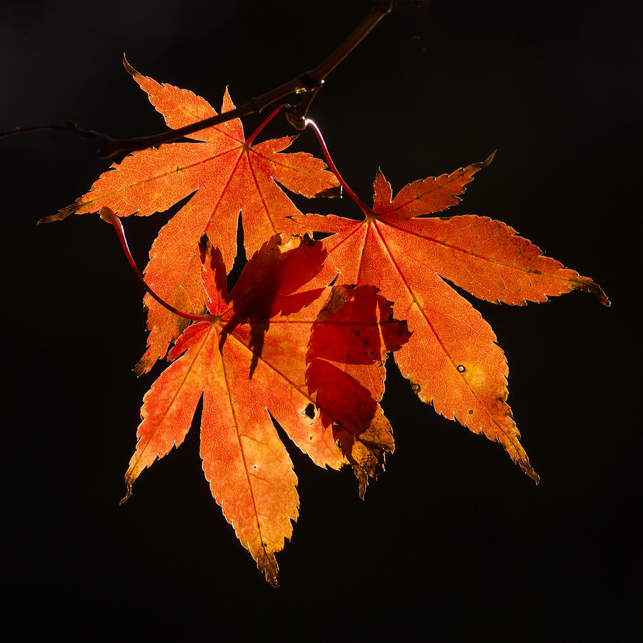Fall Photograph - Autumn Leaves by Inge Riis McDonald