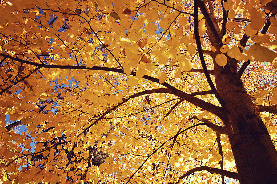 Autumn Leaves Photograph by Ivanastar