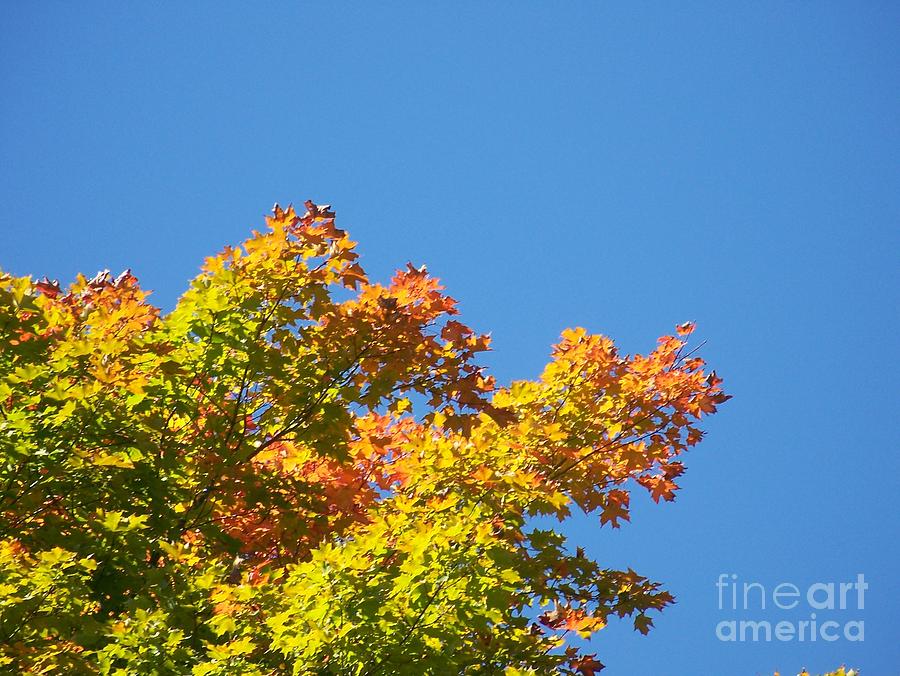 Autumn Leaves Photograph by Jackie Mueller-Jones