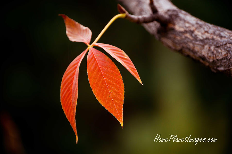 Autumn Leaves Photograph by Janis Knight