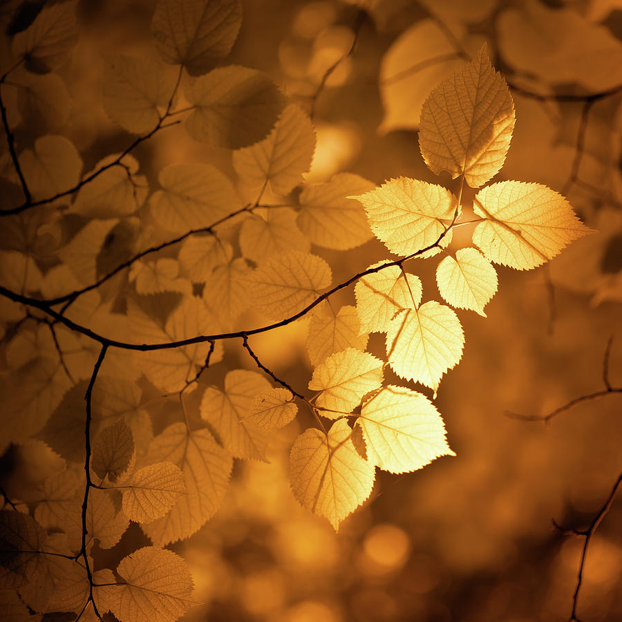 Autumn Leaves Photograph by Jeja