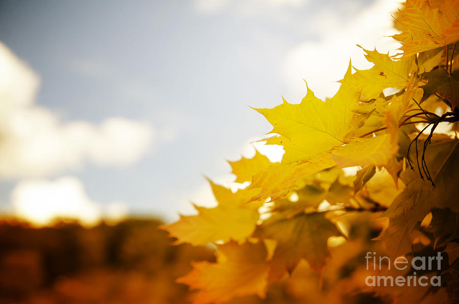 Autumn Leaves Photograph by Jelena Jovanovic