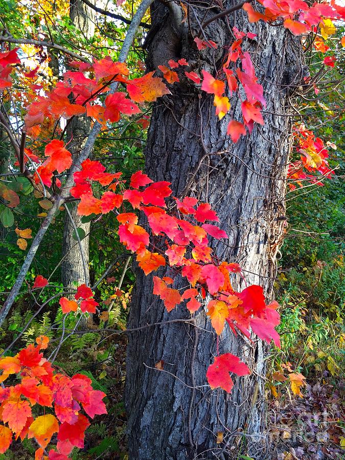 Autumn Leaves Photograph by Jim Gillen