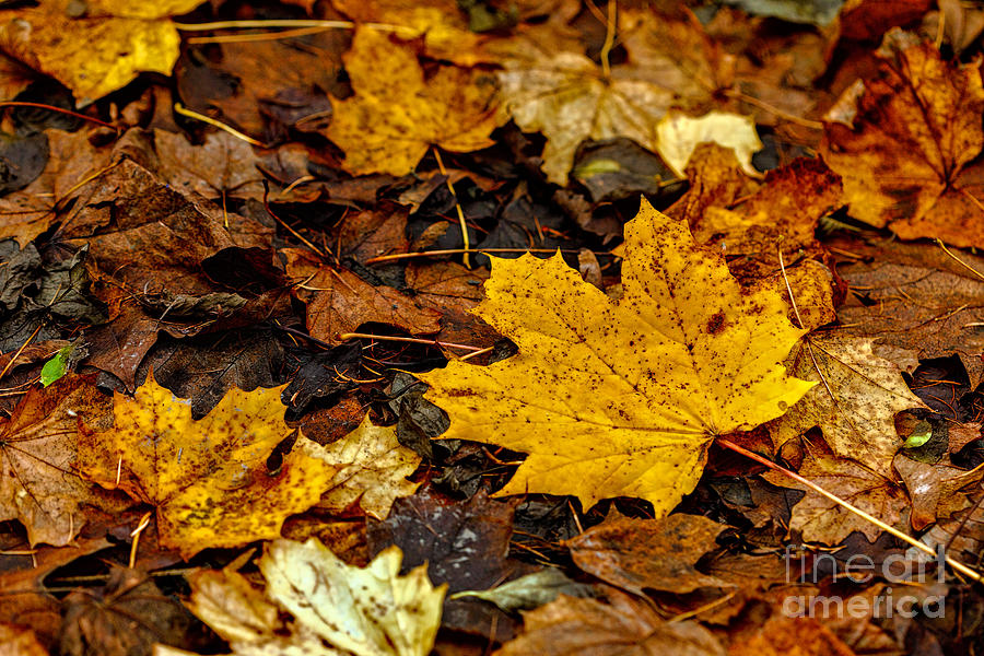Autumn Leaves Photograph by Jim Orr