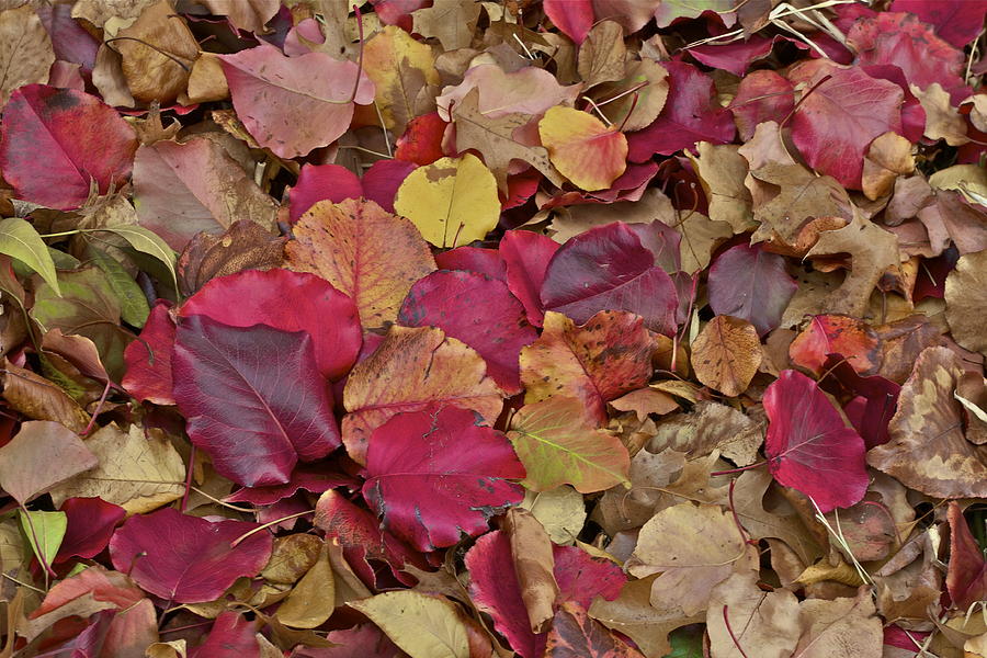 Autumn Leaves Photograph by John Babis
