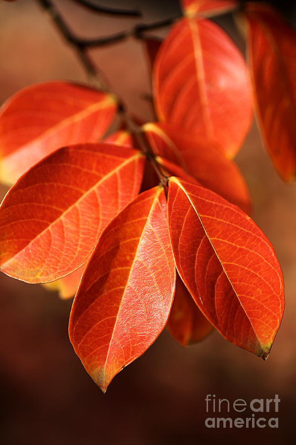 Fall Photograph - Autumn Leaves by Joy Watson
