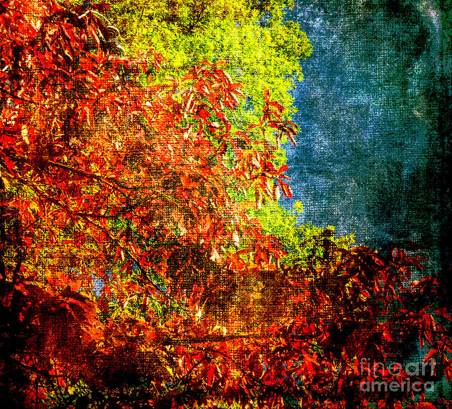 Autumn Leaves Photograph by Judy Wolinsky