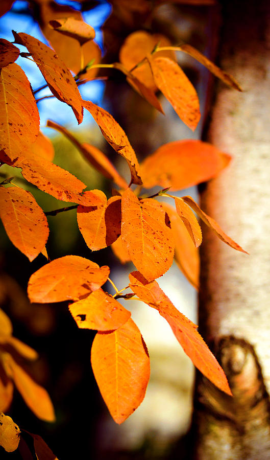 Autumn Leaves Photograph by Julie Palencia