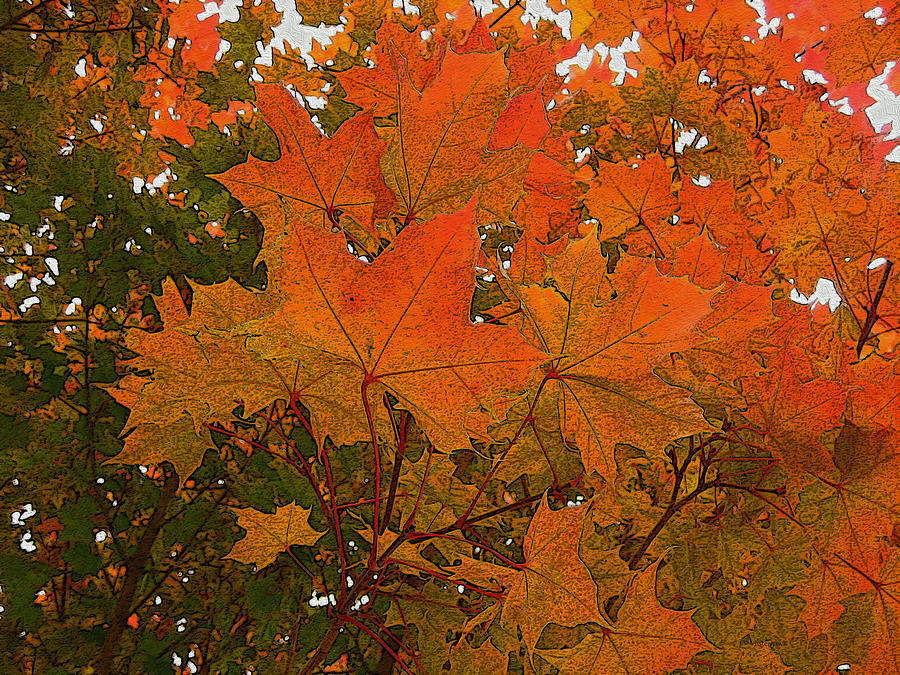 Autumn Leaves Photograph by Kathy Bassett