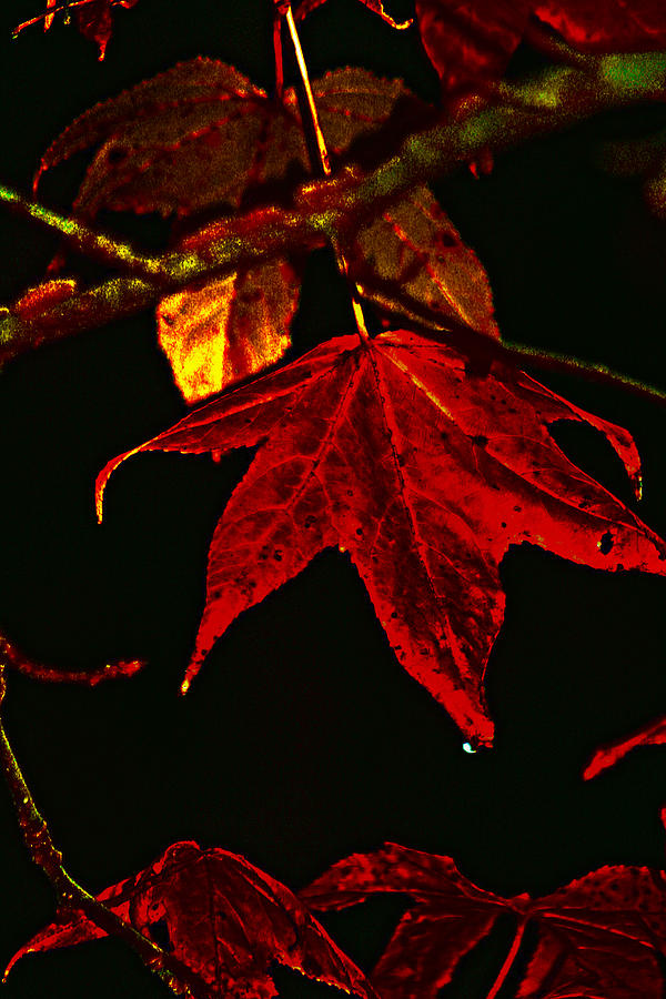 Autumn Leaves Photograph by Lesa Fine