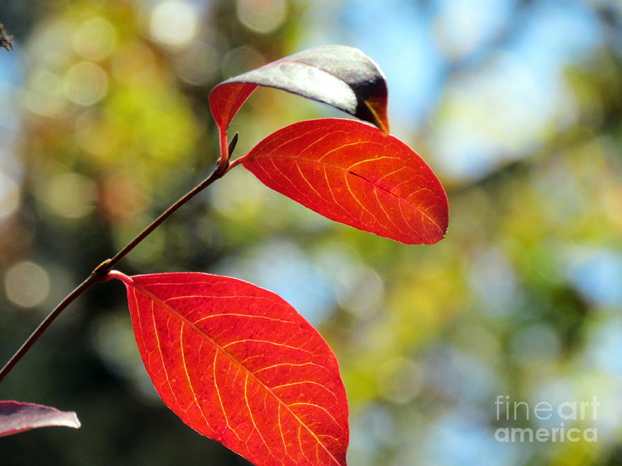 Autumn Leaves Photograph by Lili Feinstein