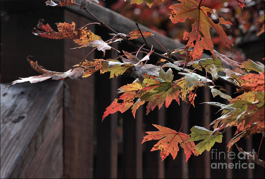 Fall Photograph - Autumn Leaves by Luv Photography