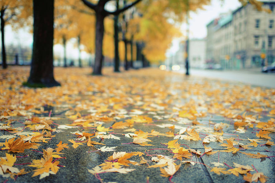 Autumn Leaves Lying On The Street Photograph by Preappy