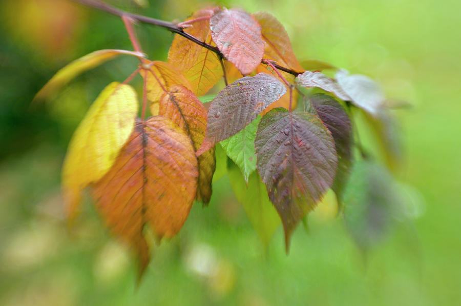Autumn Leaves Photograph by Maria Mosolova/science Photo Library