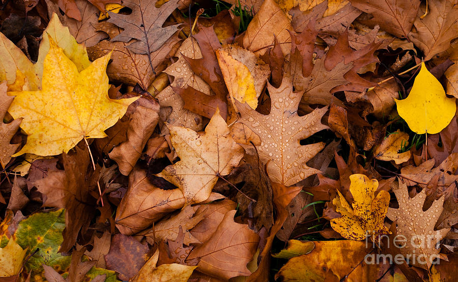 Autumn Leaves Photograph by Matt Malloy
