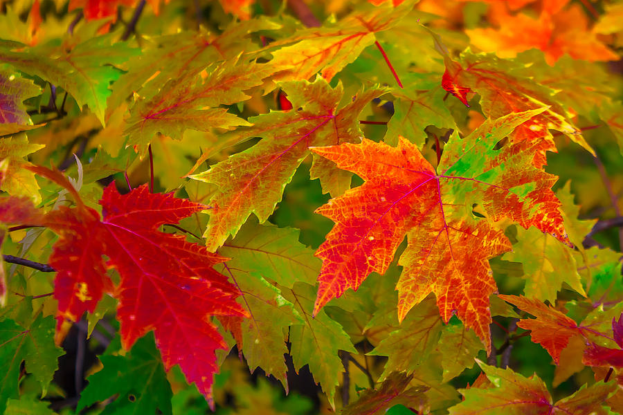 Autumn Leaves Photograph by Michael Carter - Fine Art America