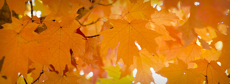 Autumn Leaves Photograph by Michael Donahue