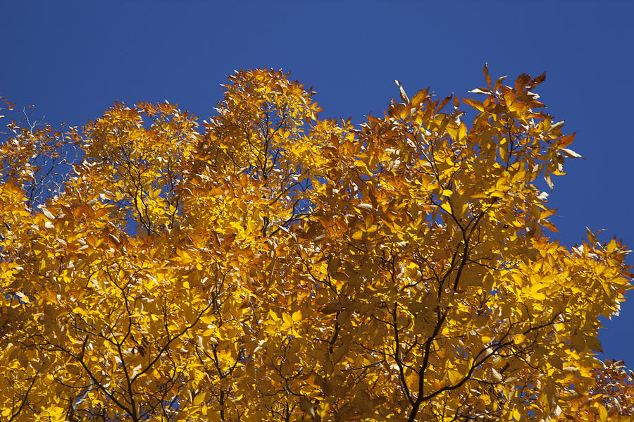Autumn Leaves Photograph by Monroe Payne
