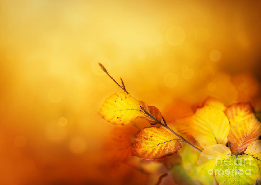Abstract Photograph - Autumn leaves by Mythja Photography