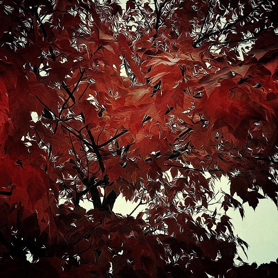 Autumn Leaves Photograph by Natasha Marco