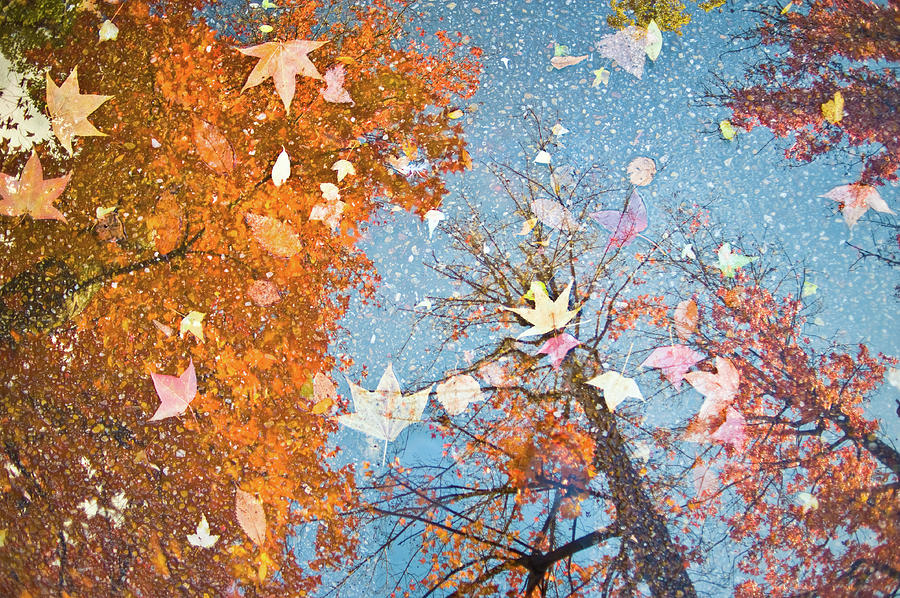 Autumn Leaves Photograph by Nazra Zahri