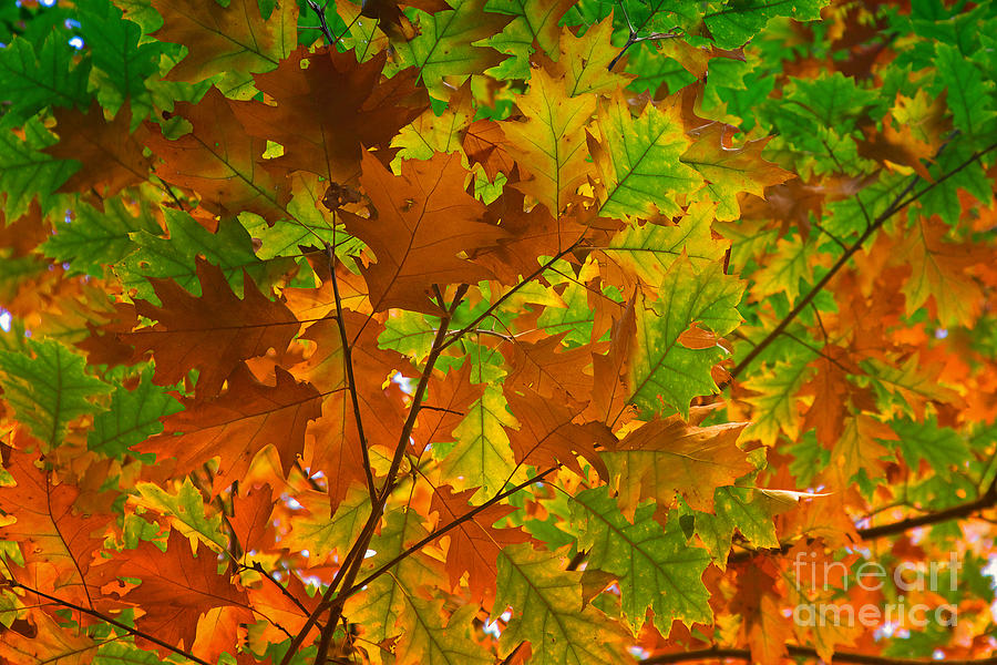 Autumn leaves Photograph by Nick  Biemans