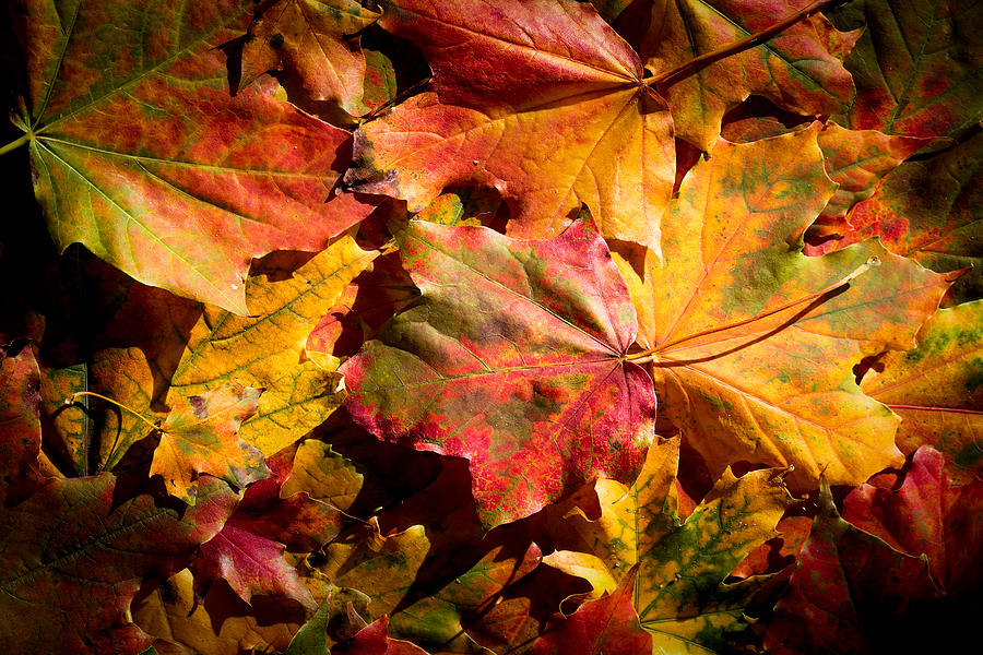 Autumn Leaves Photograph by Nick Brundle Photography