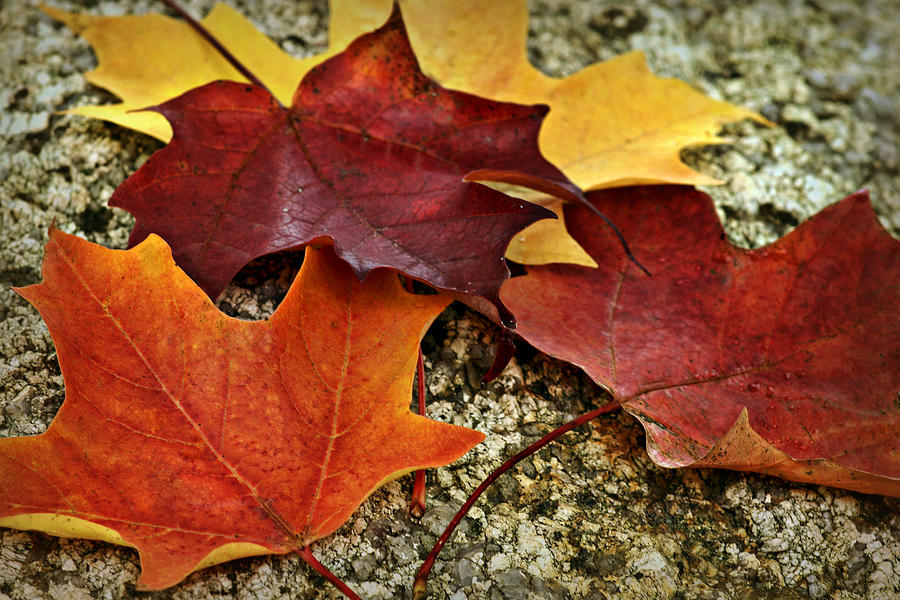 Autumn Leaves Photograph by Nikolyn McDonald