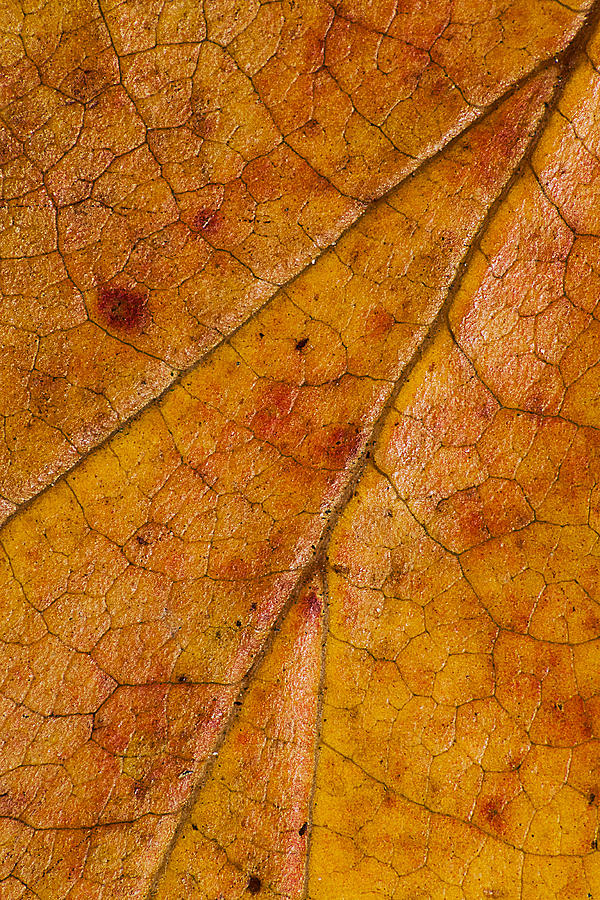 Fall Photograph - Autumn Leaves No.1 by Daniel Csoka