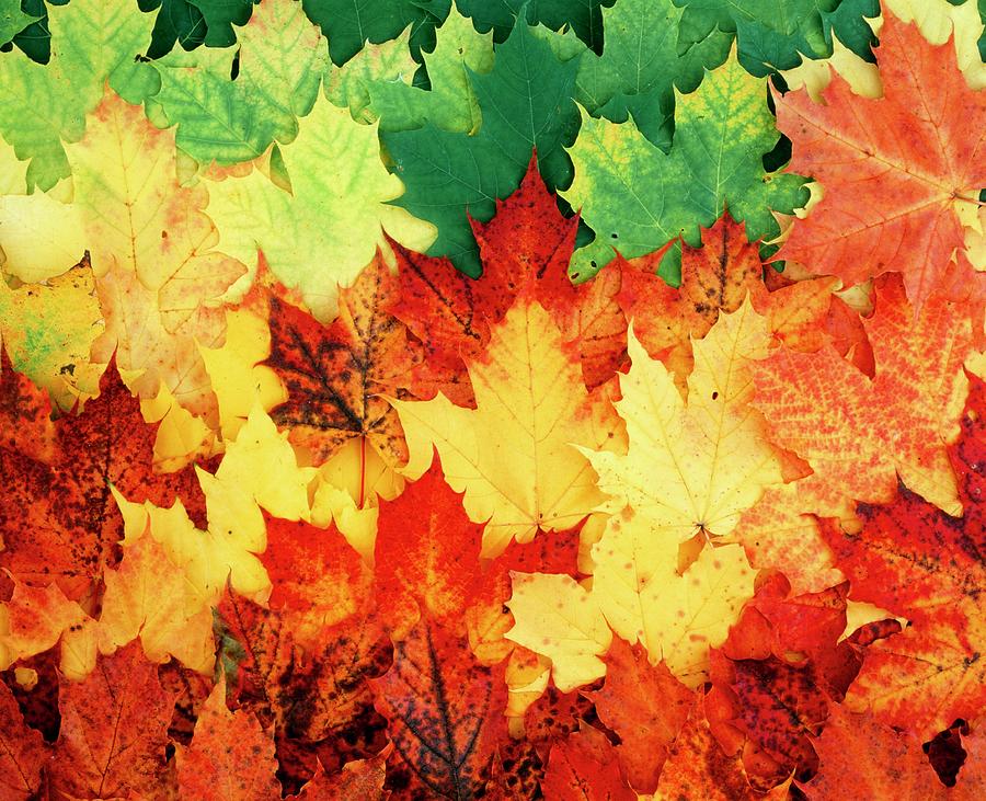 Autumn Leaves Of A Maple Tree Photograph by Astrid & Hanns-frieder Michler/science Photo Library