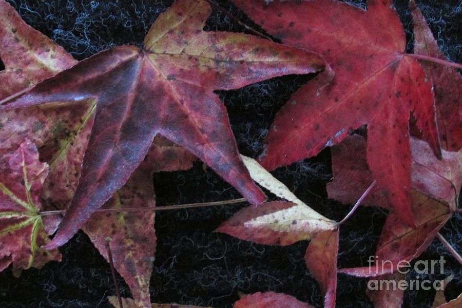 Autumn Leaves of Red Photograph by Nancy Rucker