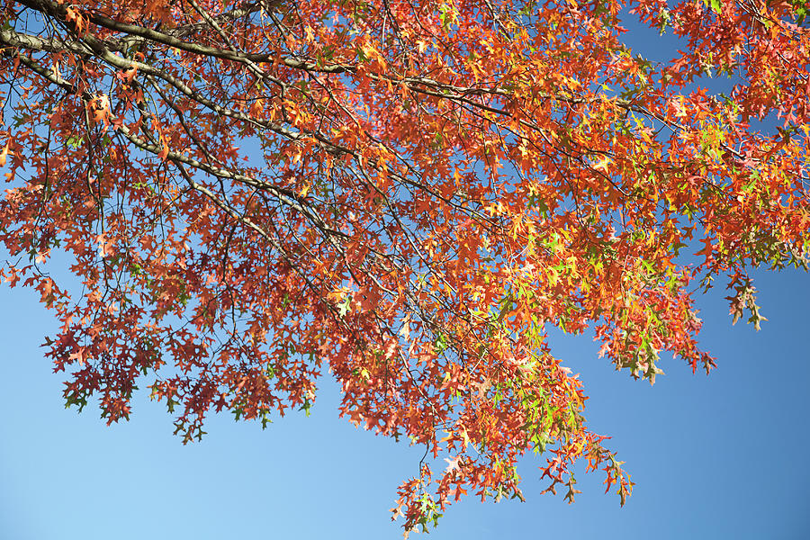 Autumn Leaves Of Red Oak Against Blue Photograph by Roel Meijer