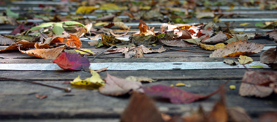 Autumn Leaves on Bridge Photograph by Ellen Tully