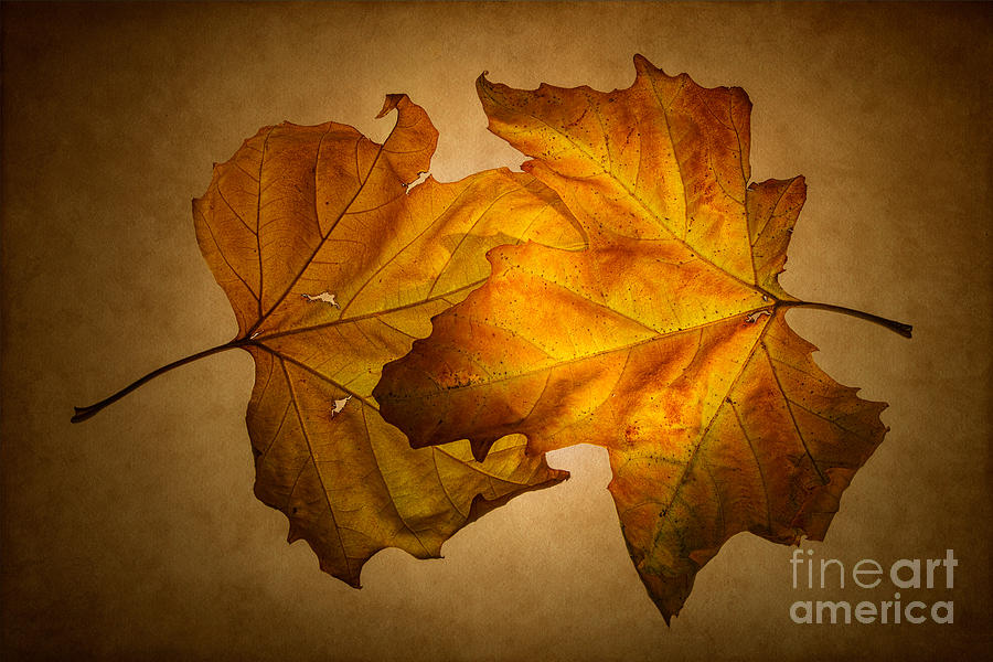Fall Photograph - Autumn Leaves on Gold by Ann Garrett